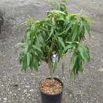 Mini nektarinka (Prunus Nucipersica) ´RUBIS´ - výška 50-80 cm, obvod kmeňa 8/10 cm, kont. C10L                        